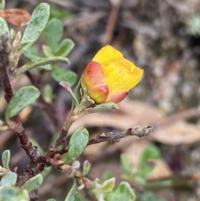 Hibbertia obtusifolia (Grey Guinea-flower) at Paddys River, ACT - 6 Aug 2022 by Ned_Johnston