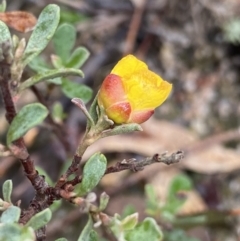 Hibbertia obtusifolia (Grey Guinea-flower) at Paddys River, ACT - 6 Aug 2022 by Ned_Johnston