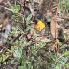Hibbertia obtusifolia at Paddys River, ACT - 6 Aug 2022
