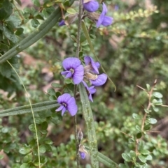 Hovea heterophylla (Common Hovea) at Paddys River, ACT - 6 Aug 2022 by NedJohnston