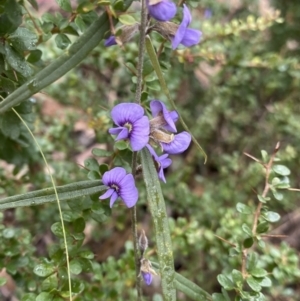 Hovea heterophylla at Paddys River, ACT - 6 Aug 2022