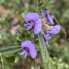 Hovea heterophylla at Paddys River, ACT - 6 Aug 2022
