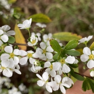 Spiraea cantoniensis at Dickson, ACT - 16 Aug 2022