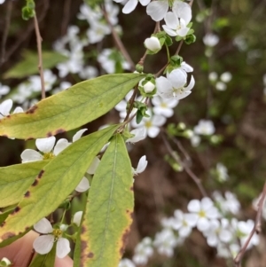 Spiraea cantoniensis at Dickson, ACT - 16 Aug 2022