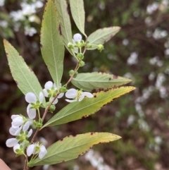 Spiraea cantoniensis at Dickson, ACT - 16 Aug 2022