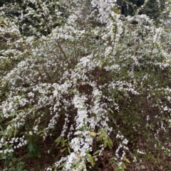 Spiraea cantoniensis at Dickson, ACT - 16 Aug 2022