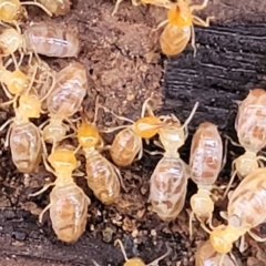 Unidentified Termite (superfamily Termitoidea) (TBC) at O'Connor, ACT - 17 Aug 2022 by trevorpreston