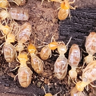 Nasutitermes sp. (genus) (Snouted termite, Gluegun termite) at O'Connor, ACT - 17 Aug 2022 by trevorpreston