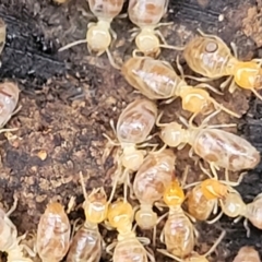 Nasutitermes sp. (genus) at O'Connor, ACT - 17 Aug 2022