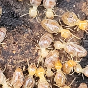 Nasutitermes sp. (genus) at O'Connor, ACT - suppressed