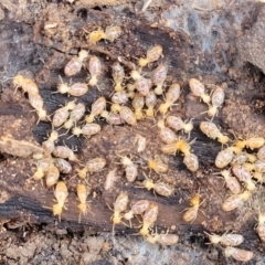 Nasutitermes sp. (genus) at O'Connor, ACT - suppressed