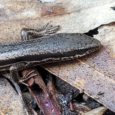 Morethia boulengeri (Boulenger's Skink) at Bruce Ridge - 17 Aug 2022 by trevorpreston