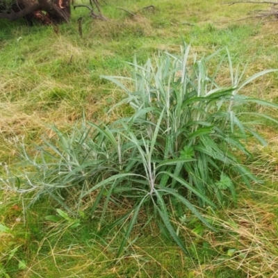 Senecio quadridentatus (Cotton Fireweed) at Molonglo Valley, ACT - 16 Aug 2022 by sangio7