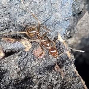 Aphaenogaster longiceps at O'Connor, ACT - 17 Aug 2022 11:54 AM