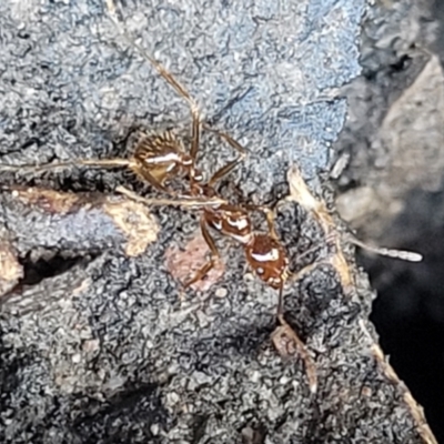 Aphaenogaster longiceps (Funnel ant) at Bruce Ridge - 17 Aug 2022 by trevorpreston