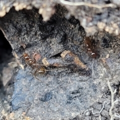 Aphaenogaster longiceps at O'Connor, ACT - 17 Aug 2022 11:54 AM