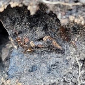 Aphaenogaster longiceps at O'Connor, ACT - 17 Aug 2022