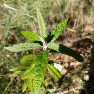 Olearia lirata at Weetangera, ACT - 16 Aug 2022