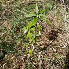 Olearia lirata at Weetangera, ACT - 16 Aug 2022 11:58 AM