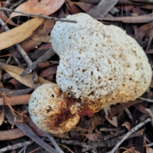 Laetiporus portentosus at O'Connor, ACT - 17 Aug 2022