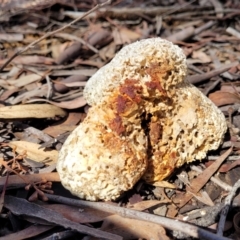 Laetiporus portentosus at O'Connor, ACT - 17 Aug 2022