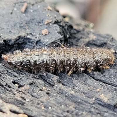 Unidentified Weevil (Curculionoidea) at O'Connor, ACT - 17 Aug 2022 by trevorpreston