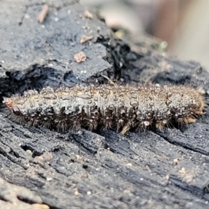 Unidentified Insect (TBC) at suppressed by trevorpreston