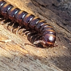 Paradoxosomatidae sp. (family) (Millipede) at Bruce Ridge - 17 Aug 2022 by trevorpreston