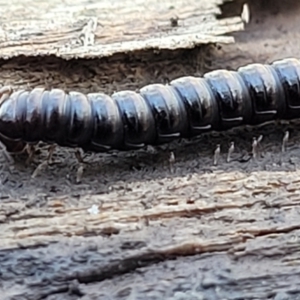 Paradoxosomatidae sp. (family) at O'Connor, ACT - 17 Aug 2022 11:46 AM