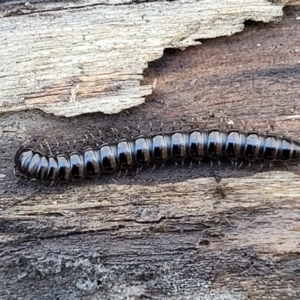 Paradoxosomatidae sp. (family) at O'Connor, ACT - 17 Aug 2022 11:46 AM