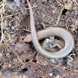 Lampropholis delicata at O'Connor, ACT - 17 Aug 2022