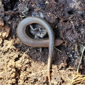 Lampropholis delicata at O'Connor, ACT - 17 Aug 2022 11:42 AM