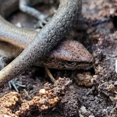 Lampropholis delicata at O'Connor, ACT - 17 Aug 2022 11:42 AM