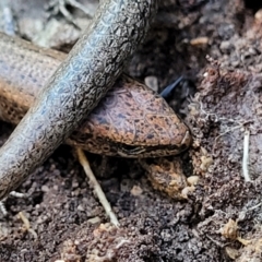 Lampropholis delicata at O'Connor, ACT - 17 Aug 2022 11:42 AM