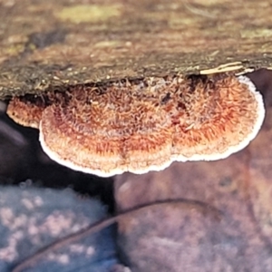 Xylobolus illudens at O'Connor, ACT - 17 Aug 2022