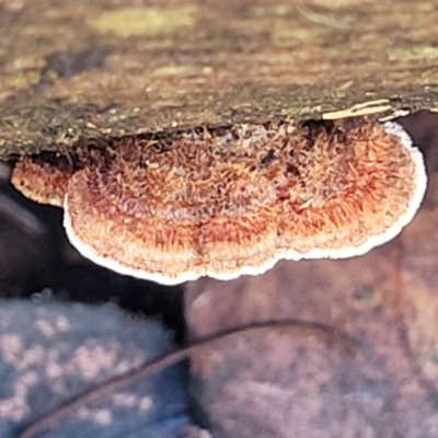 Xylobolus illudens (Purplish Stereum) at Bruce Ridge - 17 Aug 2022 by trevorpreston