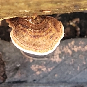 Xylobolus illudens at O'Connor, ACT - 17 Aug 2022 11:38 AM