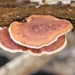 Xylobolus illudens at O'Connor, ACT - 17 Aug 2022 11:38 AM