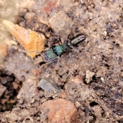 Rhytidoponera metallica (Greenhead ant) at Bruce Ridge - 17 Aug 2022 by trevorpreston