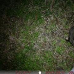 Trichosurus vulpecula (Common Brushtail Possum) at Acton, ACT - 11 Aug 2022 by u6960621