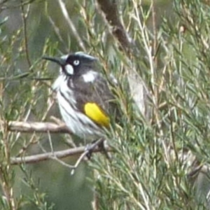 Phylidonyris novaehollandiae at Burrinjuck, NSW - 17 Aug 2022 12:25 PM