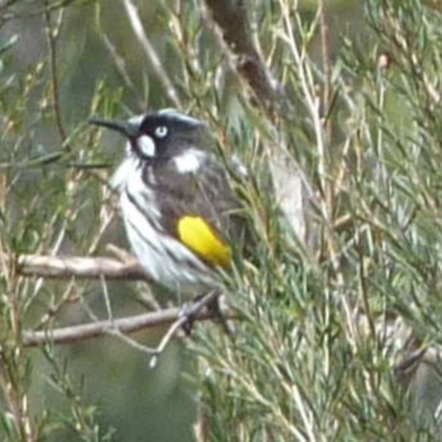 Phylidonyris novaehollandiae (New Holland Honeyeater) at Burrinjuck, NSW - 17 Aug 2022 by sduus