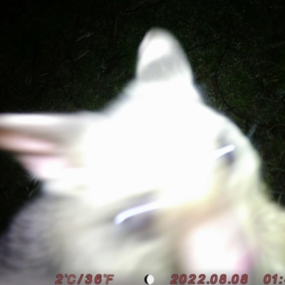 Trichosurus vulpecula (Common Brushtail Possum) at Canberra, ACT - 7 Aug 2022 by zachewertson