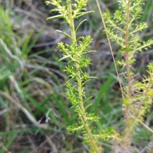 Cassinia sifton at Weetangera, ACT - 16 Aug 2022 12:07 PM