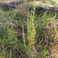 Cassinia sifton at Weetangera, ACT - 16 Aug 2022 12:07 PM