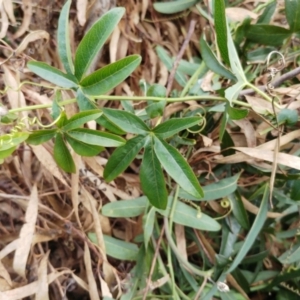 Passiflora caerulea at Hawker, ACT - 16 Aug 2022 02:37 PM