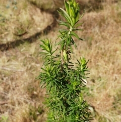 Cassinia aculeata subsp. aculeata (Dolly Bush, Common Cassinia, Dogwood) at Weetangera, ACT - 16 Aug 2022 by sangio7