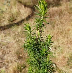 Cassinia aculeata subsp. aculeata at Weetangera, ACT - 16 Aug 2022