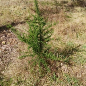 Cassinia aculeata subsp. aculeata at Weetangera, ACT - 16 Aug 2022