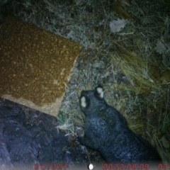 Trichosurus vulpecula (Common Brushtail Possum) at Canberra, ACT - 10 Aug 2022 by liluzi